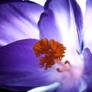 Crocus I