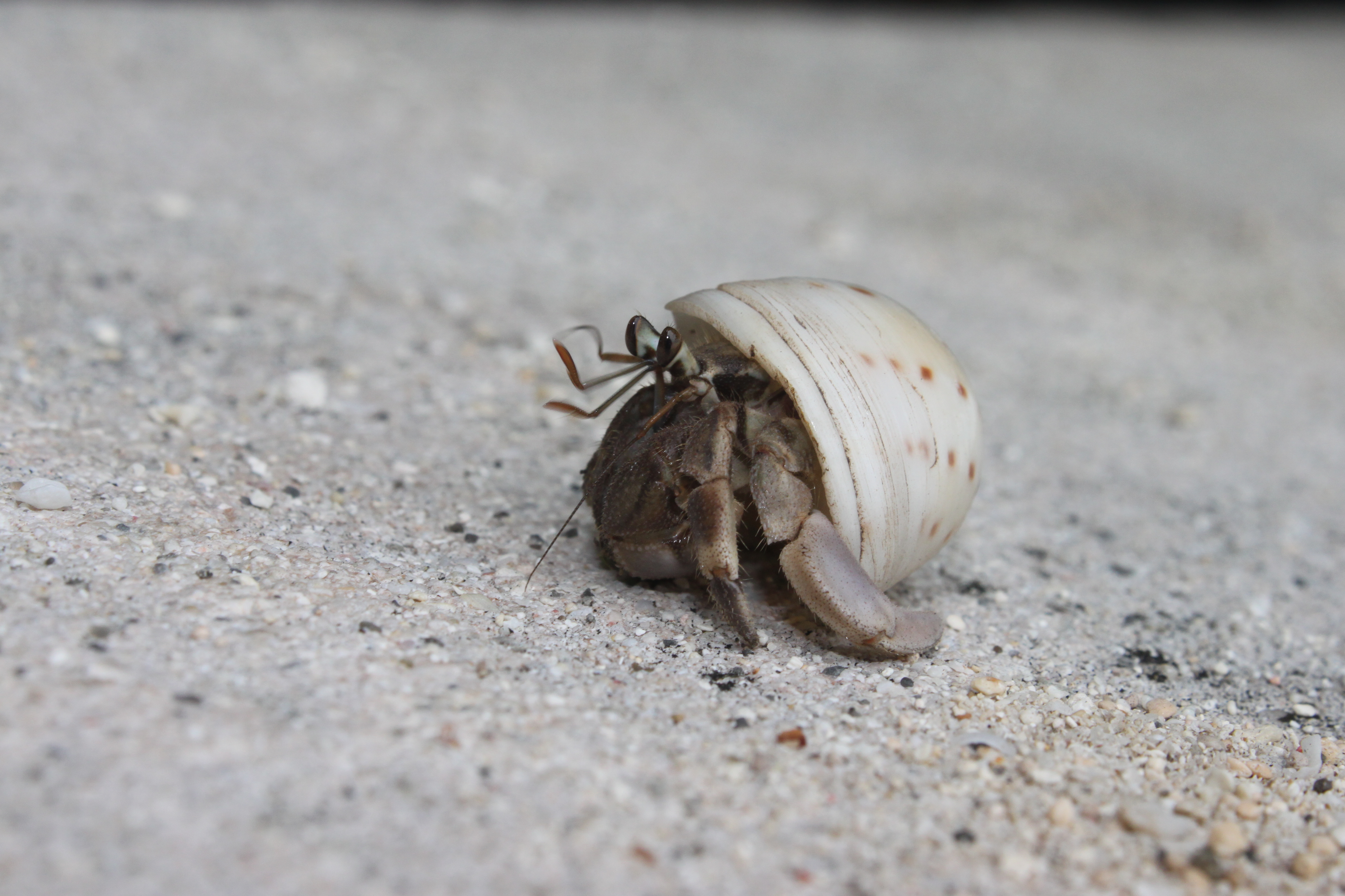 Hermit Crab 1