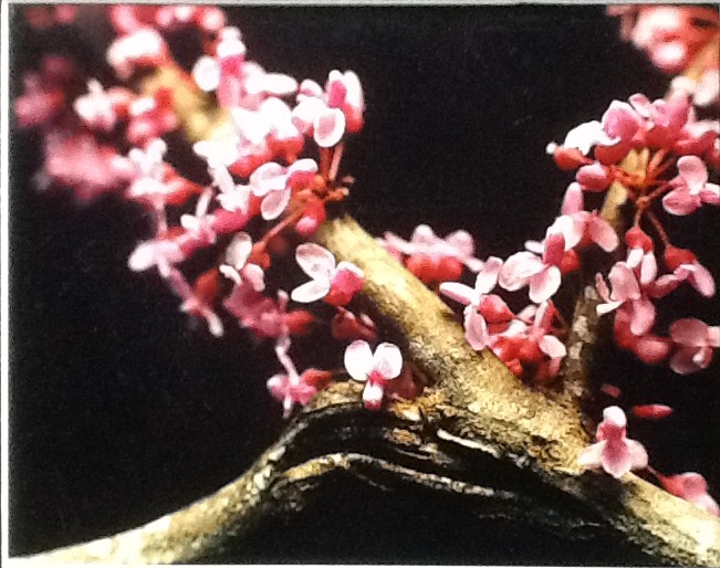 Red Bud Still Life (c) 1991-2018