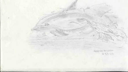 bottlenose dolphin