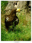 Steller's sea-eagle by tayanita
