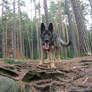 german shepherd 1