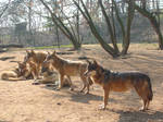 whole pack by tayanita