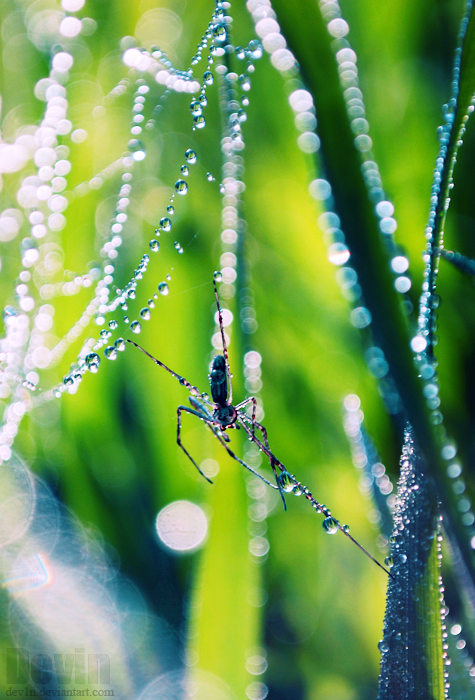 spring spider