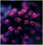 Lilac by dev1n