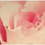 Pink Rose