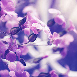 Purple Dream by dev1n