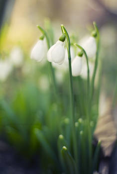 Spring snowdrops