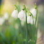 Spring snowdrops