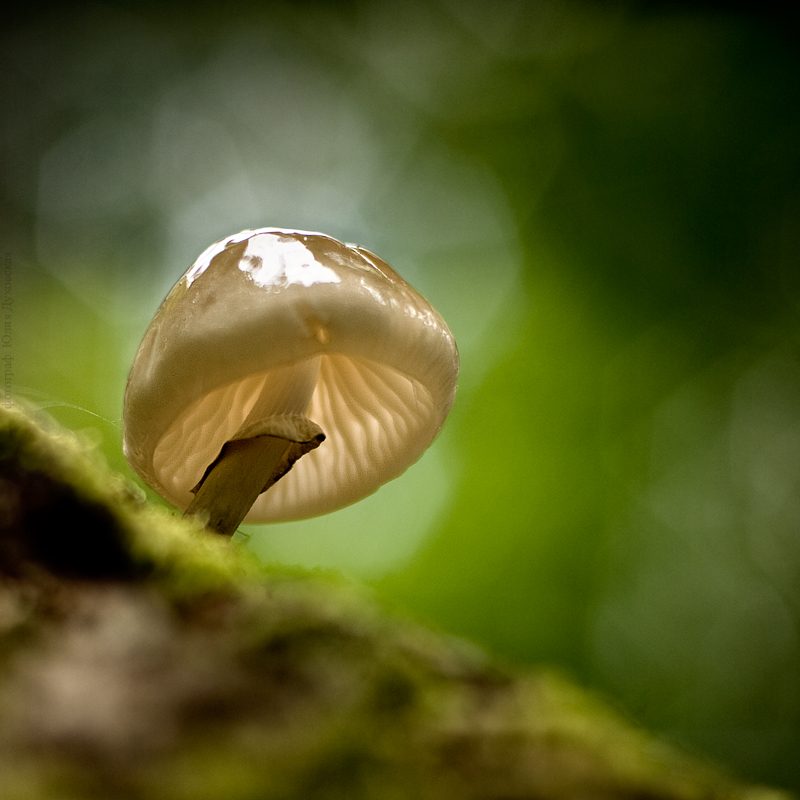 Mushroom