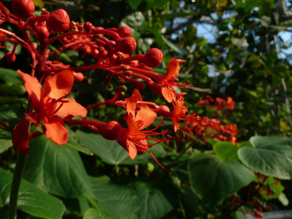 Little Red Flowers 1