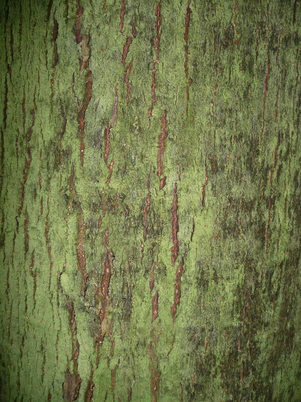 Tree Texture