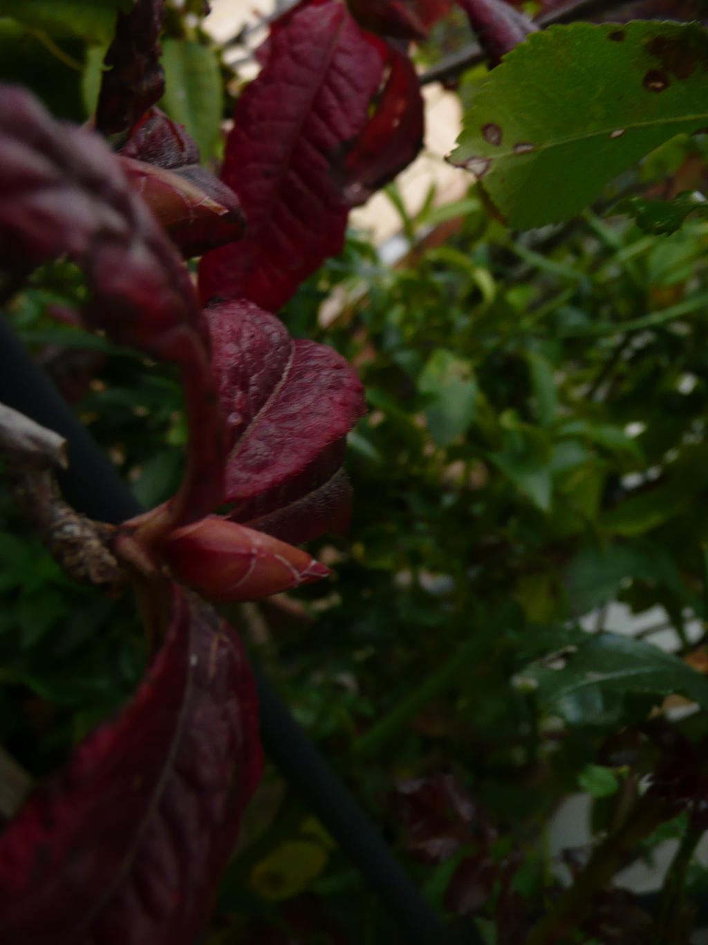 Dark Red Leaves