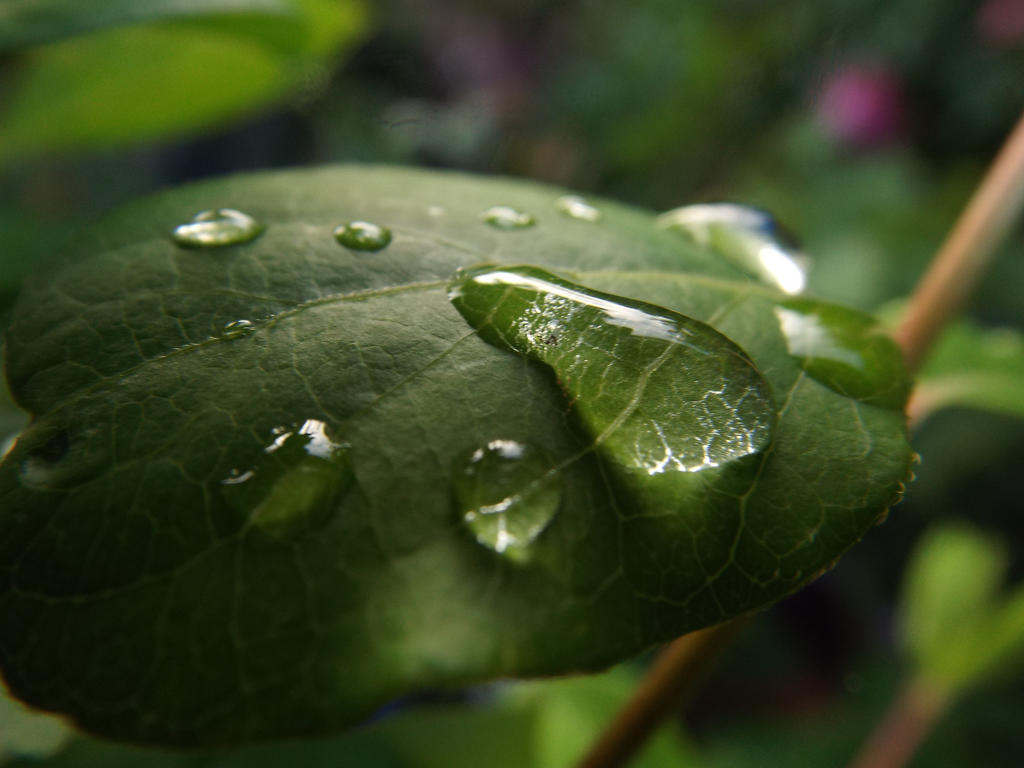 Water Drops On Leaf