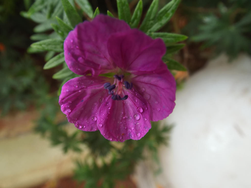 Purple Flower With Water Drops