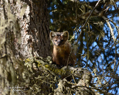 American marten in fir tree 1