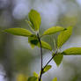 Spring dogwood