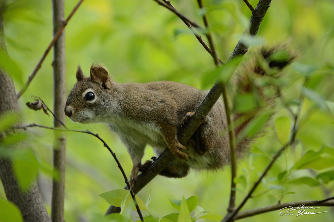 Squirrel in greenery 1