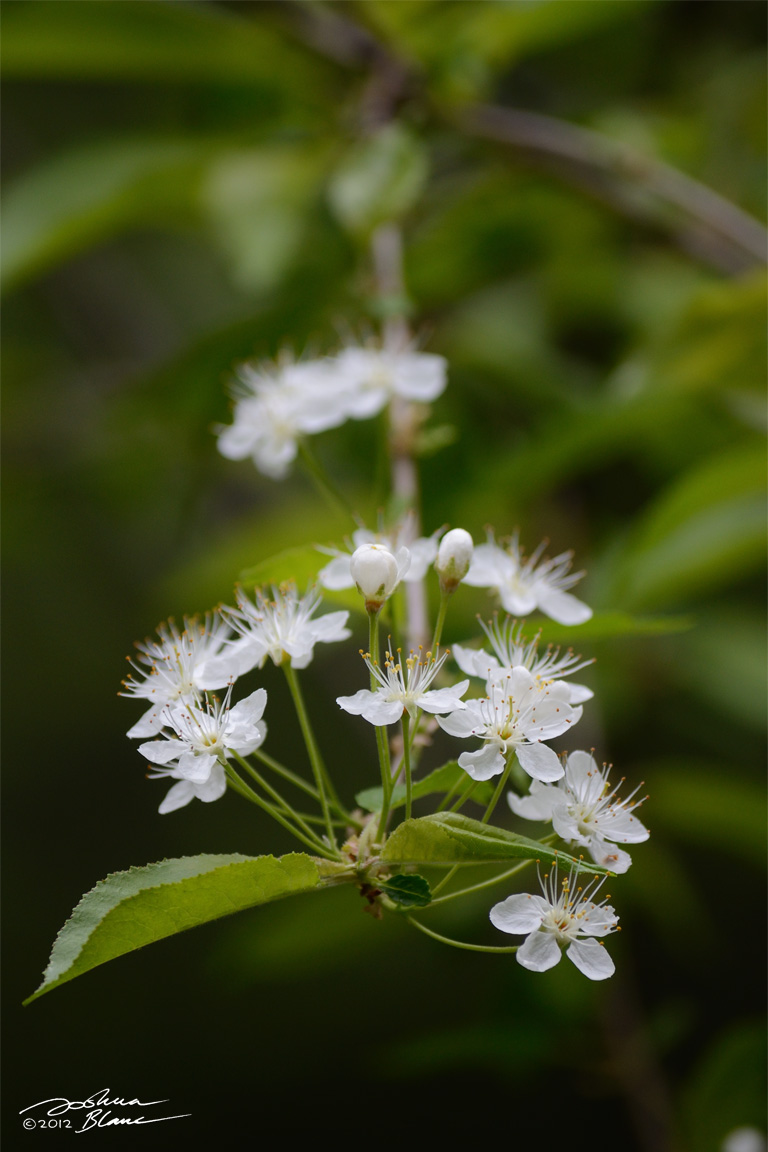 Pin Cherry Blossoms 2