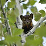 American marten in aspen tree 3