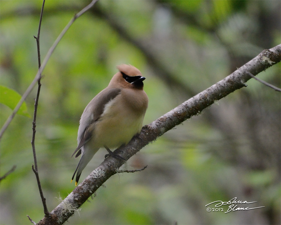 Bohemian Waxwing 1