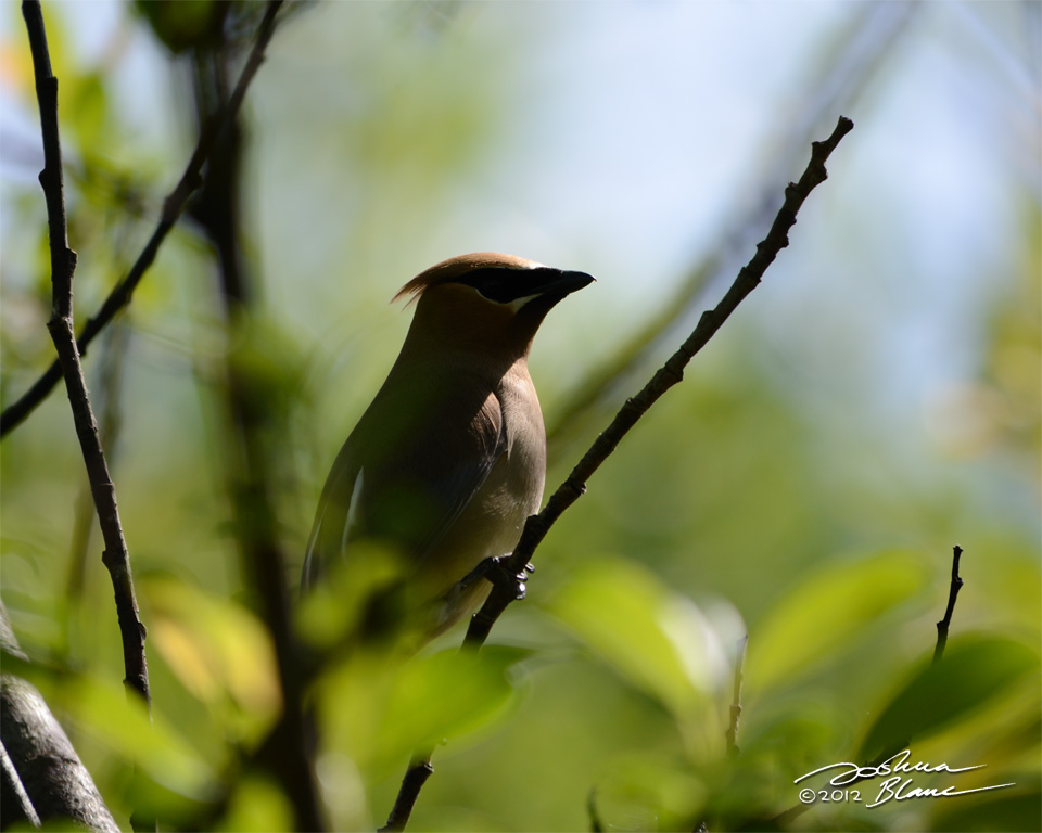 Bohemian Waxwing Silhouette