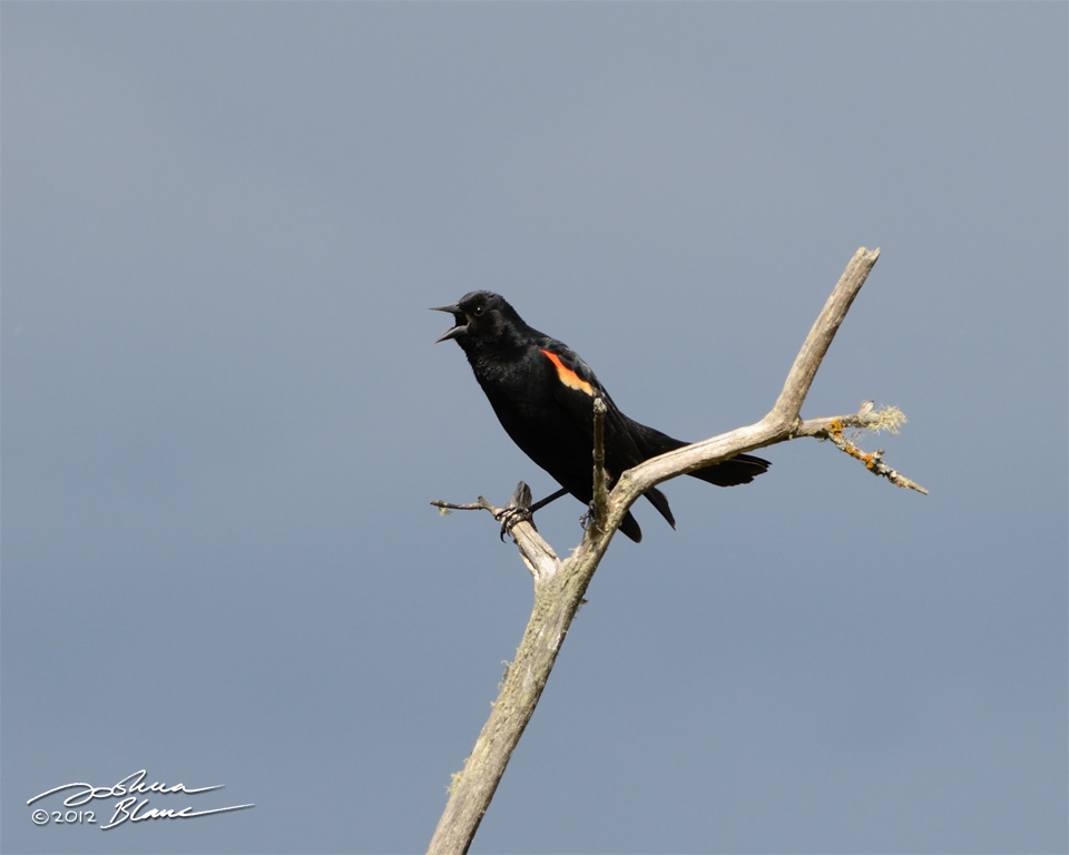 Red winged blackbird calling