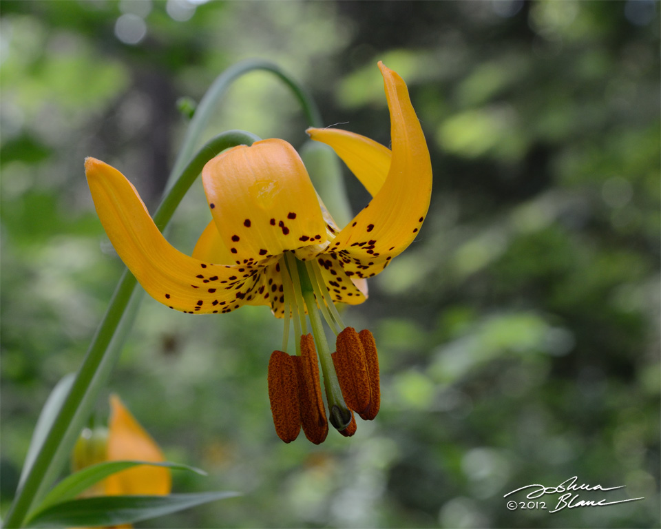 Tiger lily 2