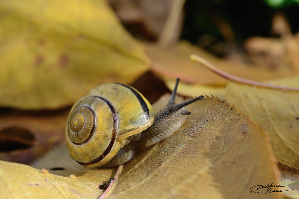 Snail Fall Banded Forest Snail on Fall Leaves 1 by themanitou on DeviantArt