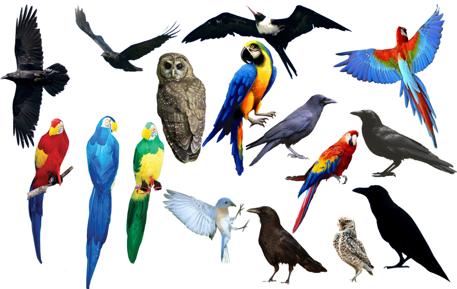 bird bird bird PNG format