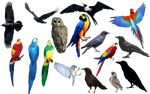 bird bird bird PNG format by Chimonk