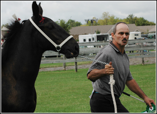 The Horse And His Man