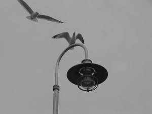 seagull 2