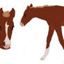 Foal for horseandponyshow