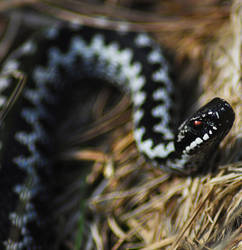 Adder II