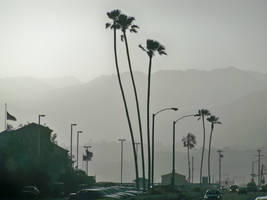 Malibu Palms