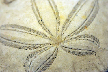 Sand Dollar