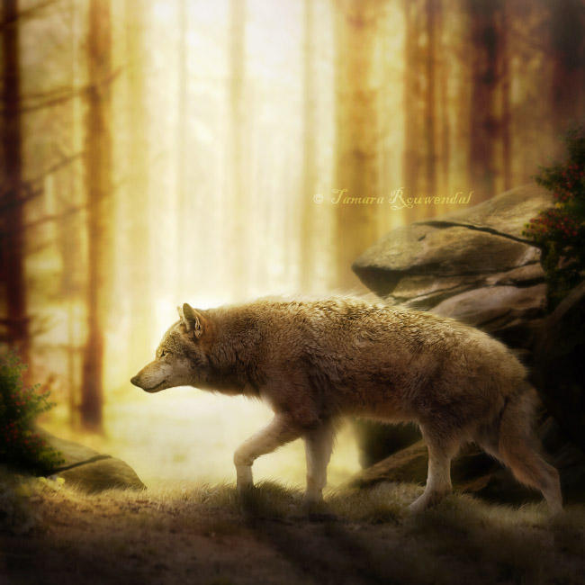 Wolf by tamaraR