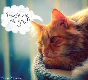 Thinking of you bink card by tamaraR Thinking of you bink card by tamaraR