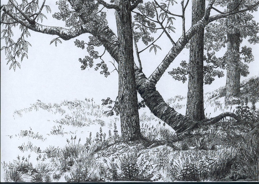 Tree trunks standing tall in a wooded setting, evoking the spirit of Notre Dame's sturdy football tradition