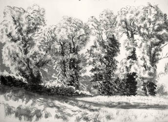 Sketch : tall ash trees along a stream