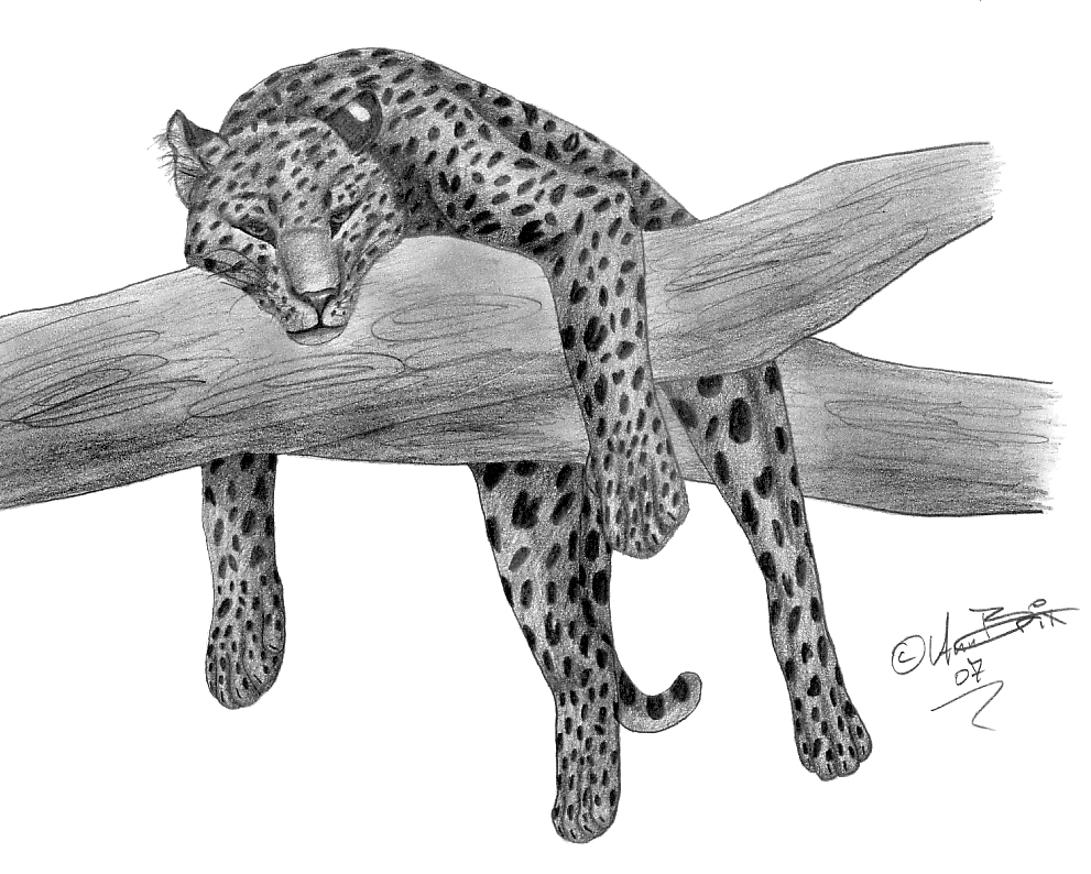 Resting Leopard