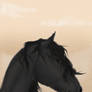 Friesian Horse