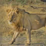 Lion-wildcat-safari-africa-