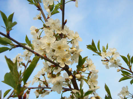 Cherry Blossoms