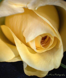 yellow rose