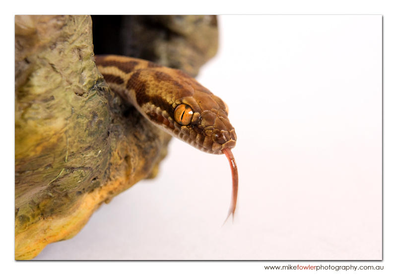 Pilbara stimson python 07 by Headache2x on DeviantArt