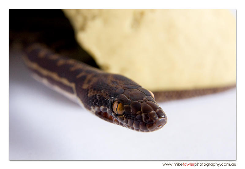 Pilbara stimson python 08 by Headache2x on DeviantArt