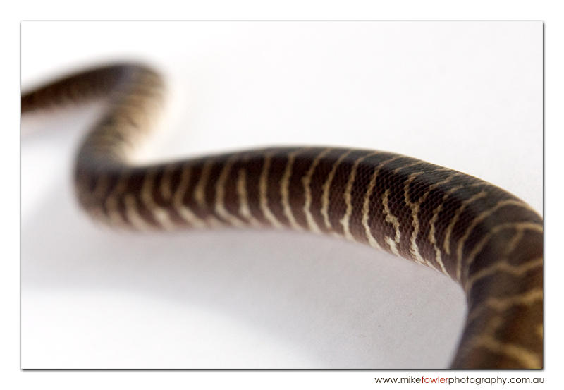 Pilbara stimson python by Headache2x on DeviantArt