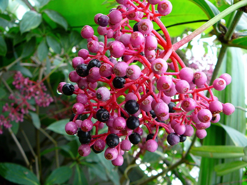 unbelievabley colorful berries